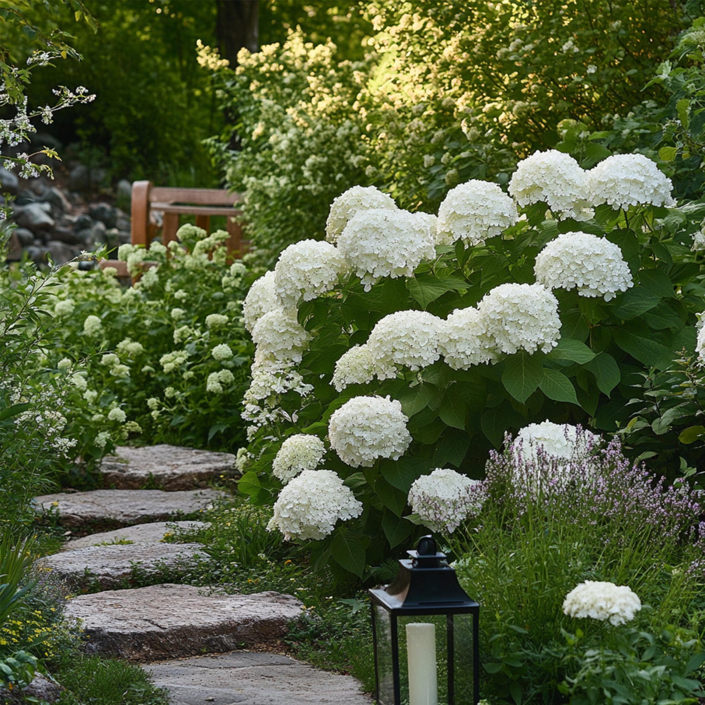 Hortensia - 2 Pzs - Hydrangea 'strong Annabelle' - Altura 30-40cm - ⌀19cm_4