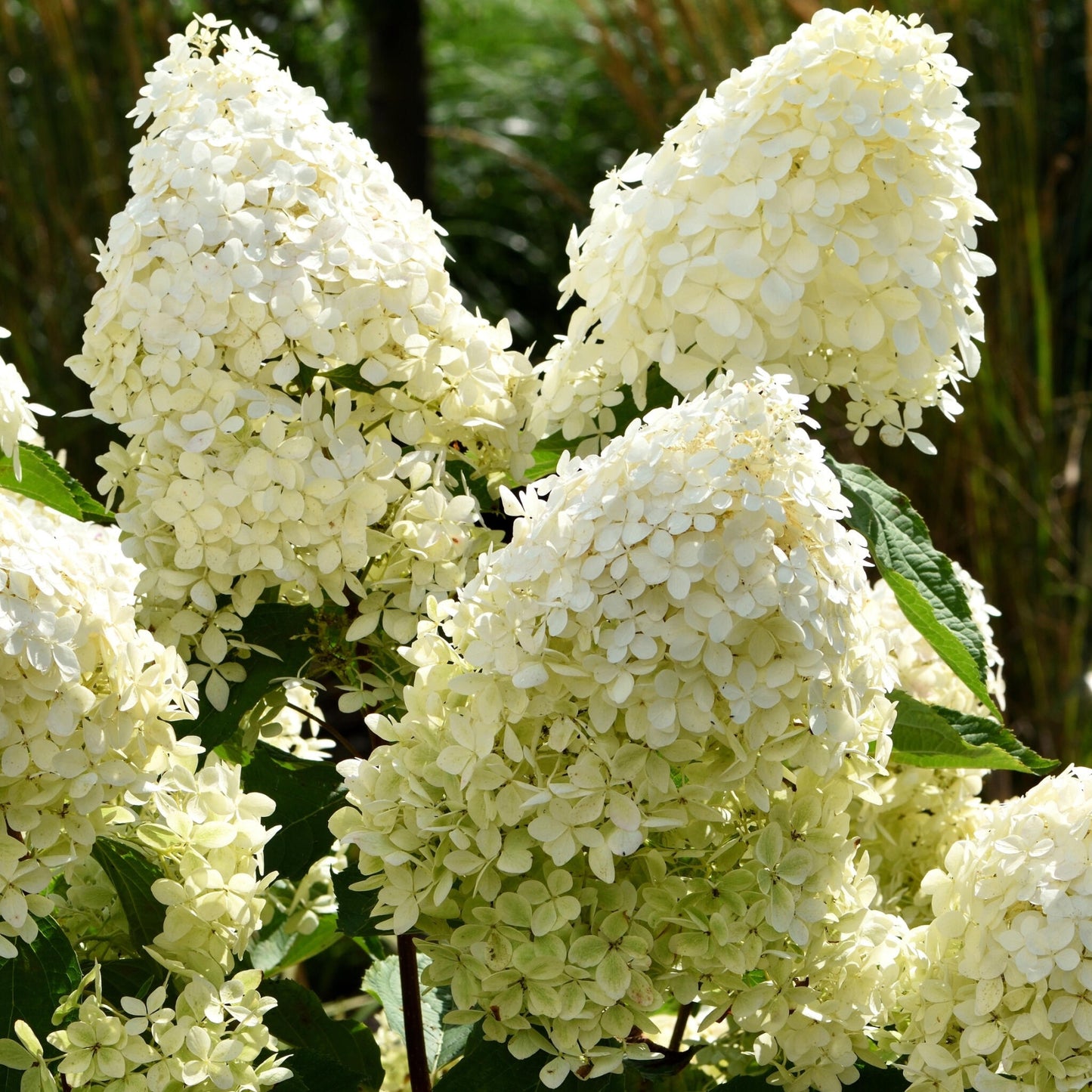 Hortensia - 3 Pzs - Hydrangea Paniculata 'phantom' - Altura 25-40cm - ⌀9cm_3