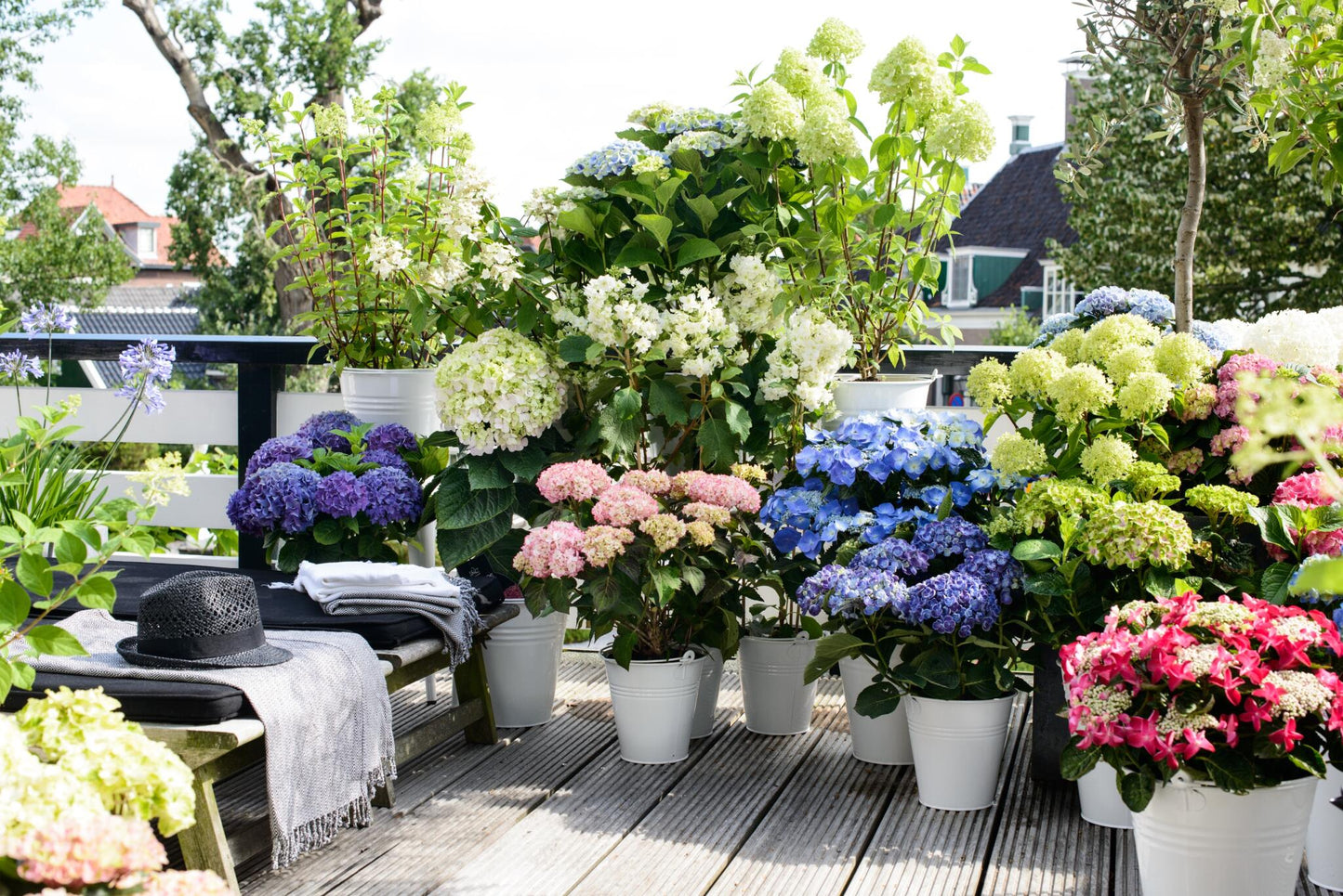 Hortensia - 6 Pzs - Hydrangea Macrophylla - Altura 25-40cm - ⌀105cm_4