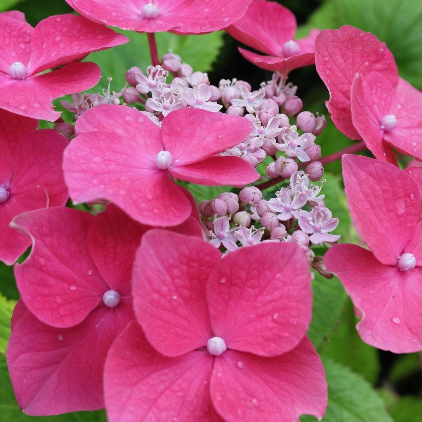 Hortensia - 6 Pzs - Hydrangea Macrophylla Teller 'red Bull' - A25-40cm - ⌀9cm_3