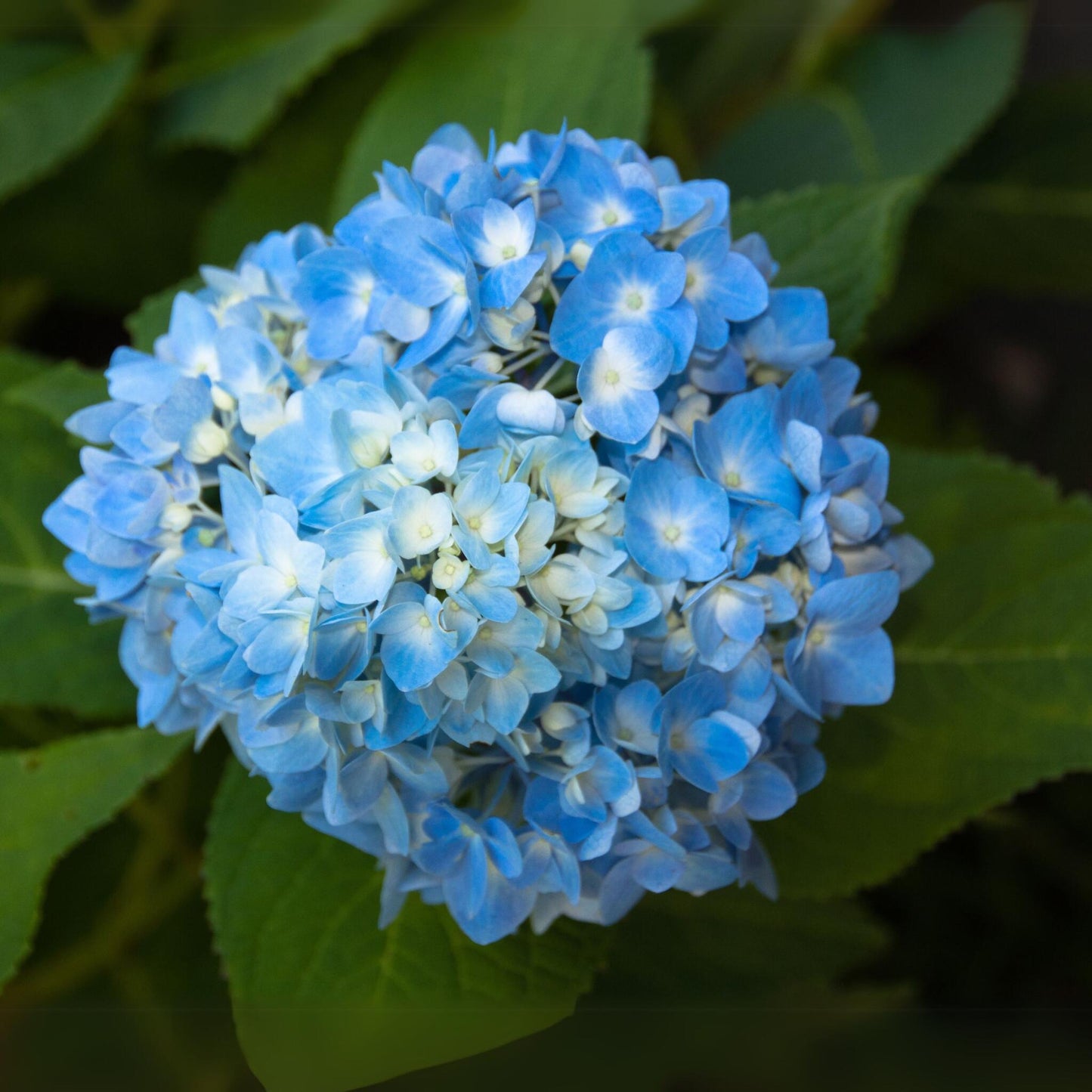 Hortensia - 6 Pzs - Hydrangea Macrophylla 'early Blue' - Altura 25-40cm - ⌀9cm_3