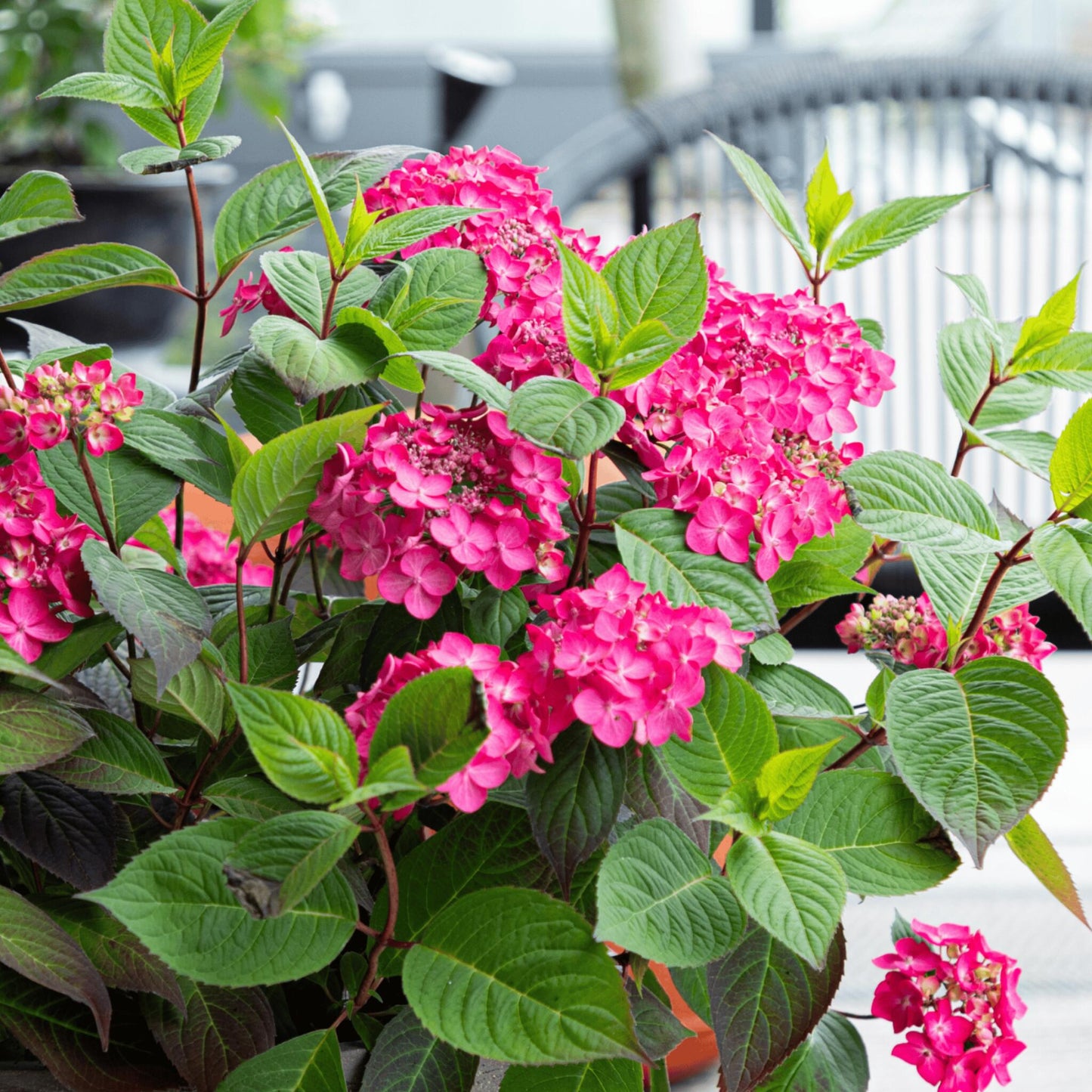Hortensia - Hydrangea Paniculata 'magic Sunset' - Altura 25-40cm - ⌀19cm_4