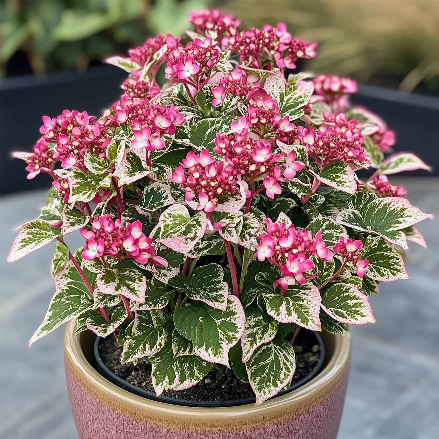 Hortensia - Hydrangea Serrata 'euphorbia Pink' - Altura 40-50cm - ⌀19cm_4