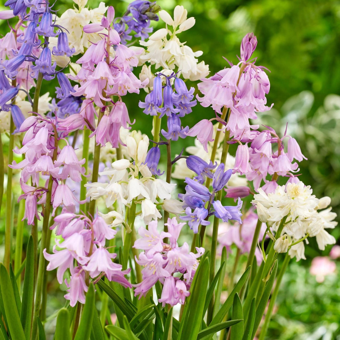 Jacinto De Campo - 40 Pzs - Hyacinthoides Hispanica - Bulbos De Flores_4
