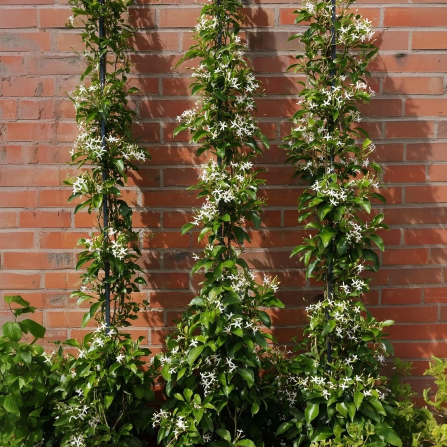 Jazmín Estrellado - Trachelospermum Jasminoides - Altura 110-120cm - ⌀17cm_4