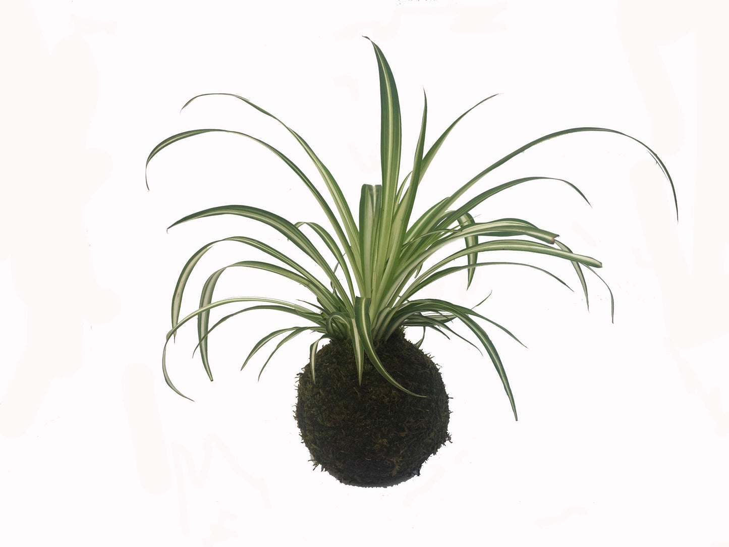 Kokedama Cinta - Hecho A Mano - Altura Total Aprox. 25cm._0