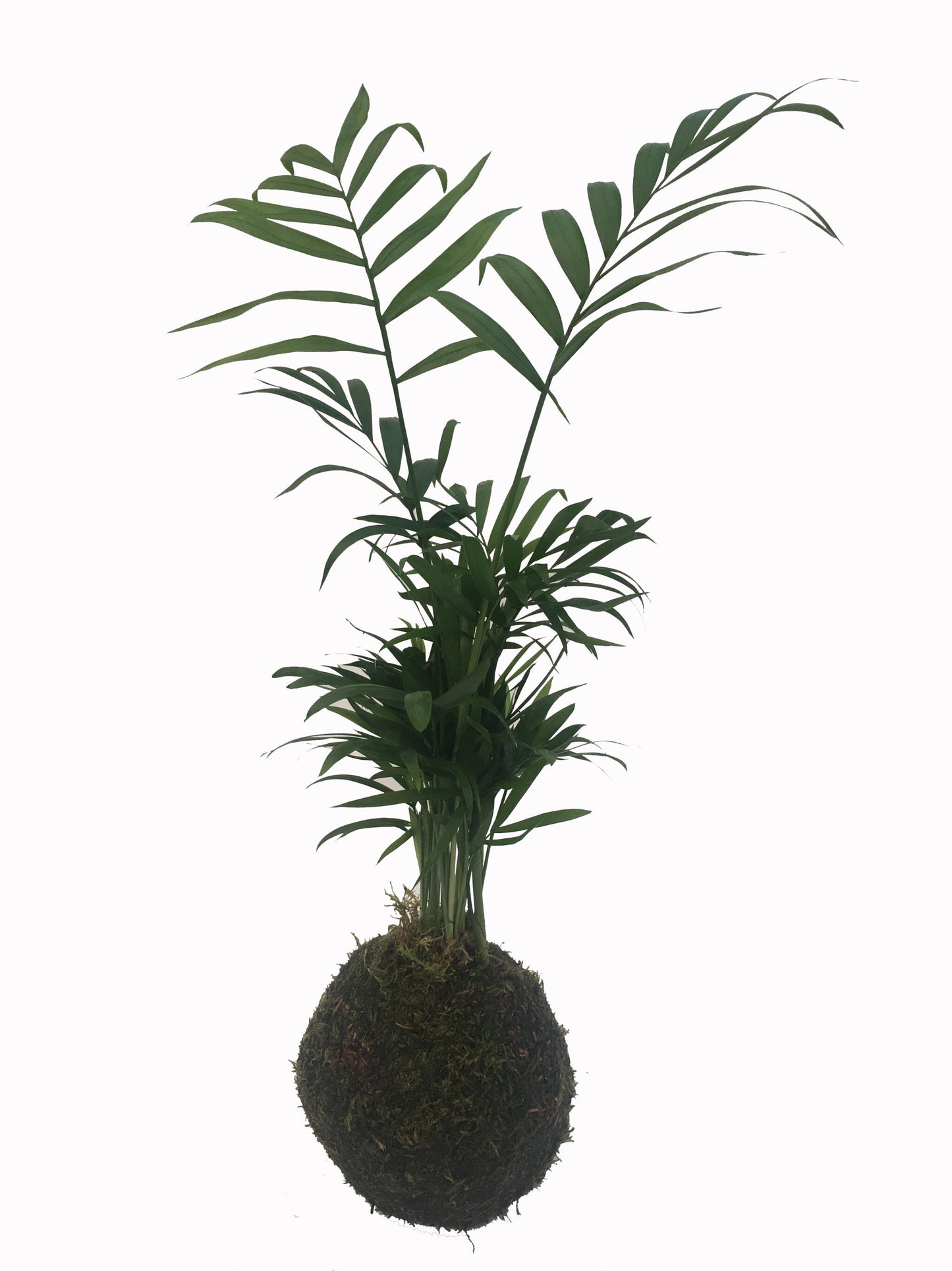 Kokedama Palmera Interior - Hecho A Mano - Altura Total Aprox. 35cm._0