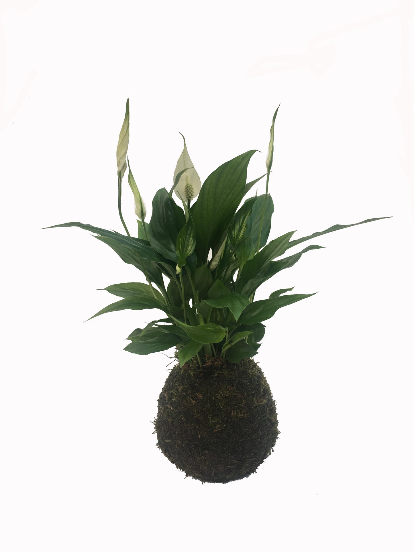 Kokedama Saptiphyllium - Hecho A Mano - Planta Natural - Altura Aprox. 35cm._0