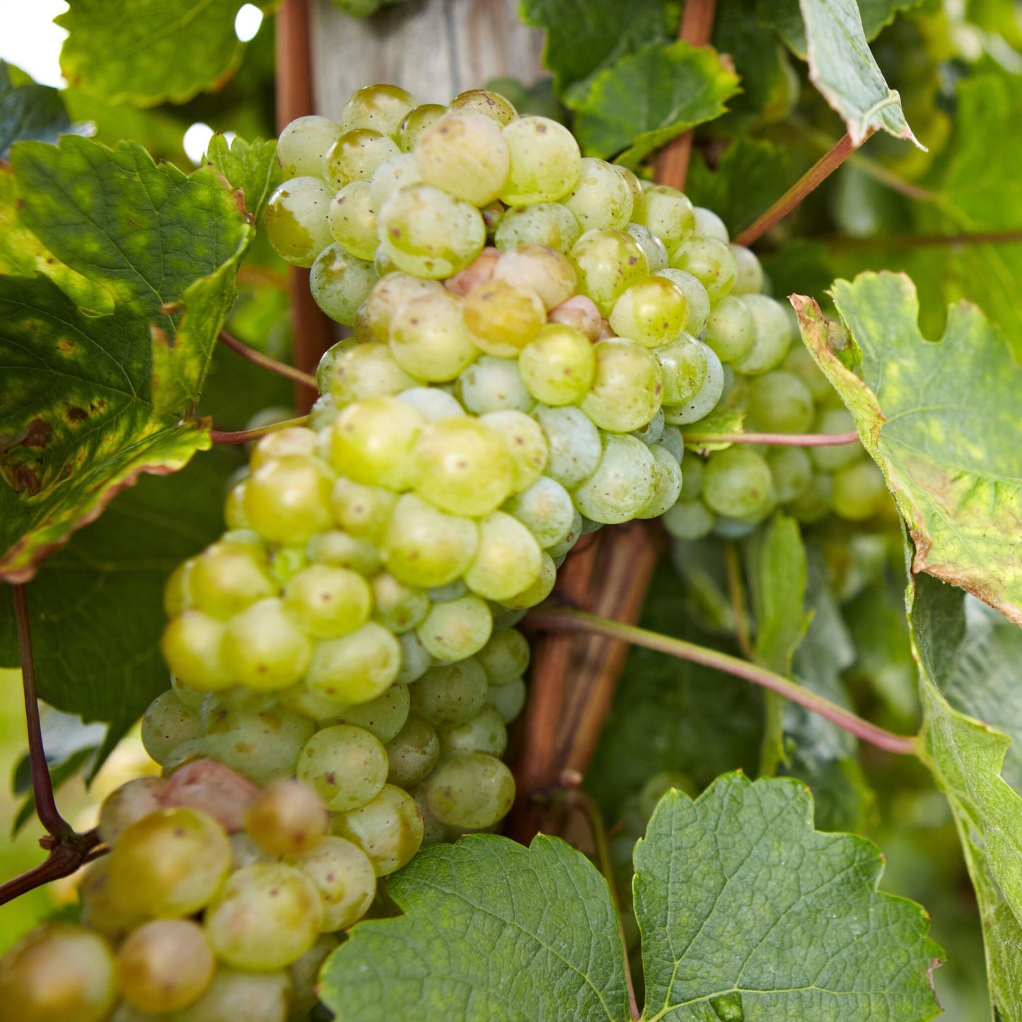 La Vid - 3 Pzs - Vitis Vinifera - Altura 25-40cm - ⌀9cm_3