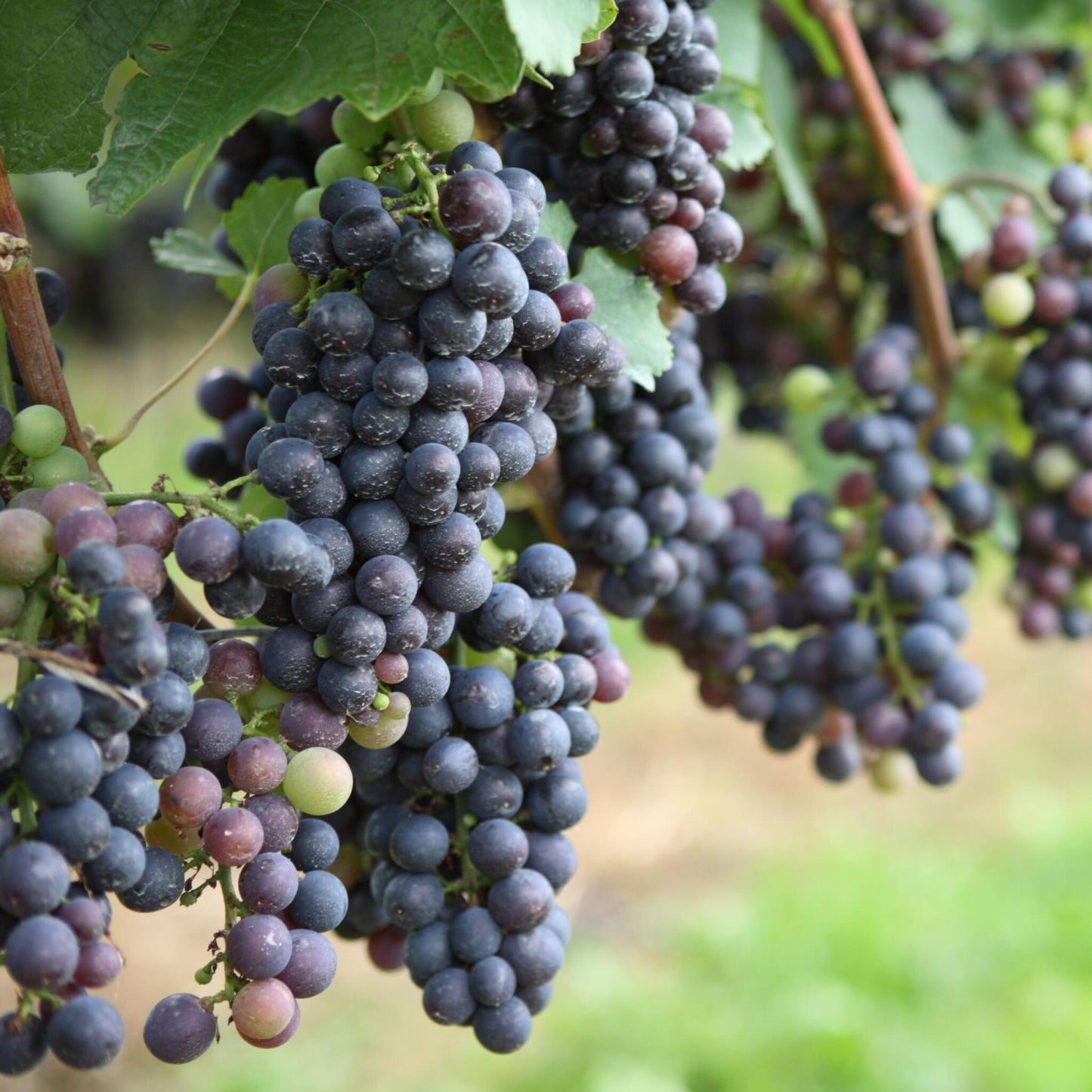 La Vid - 6 Pzs - Vitis Vinifera - Altura 25-40cm - ⌀9cm_3