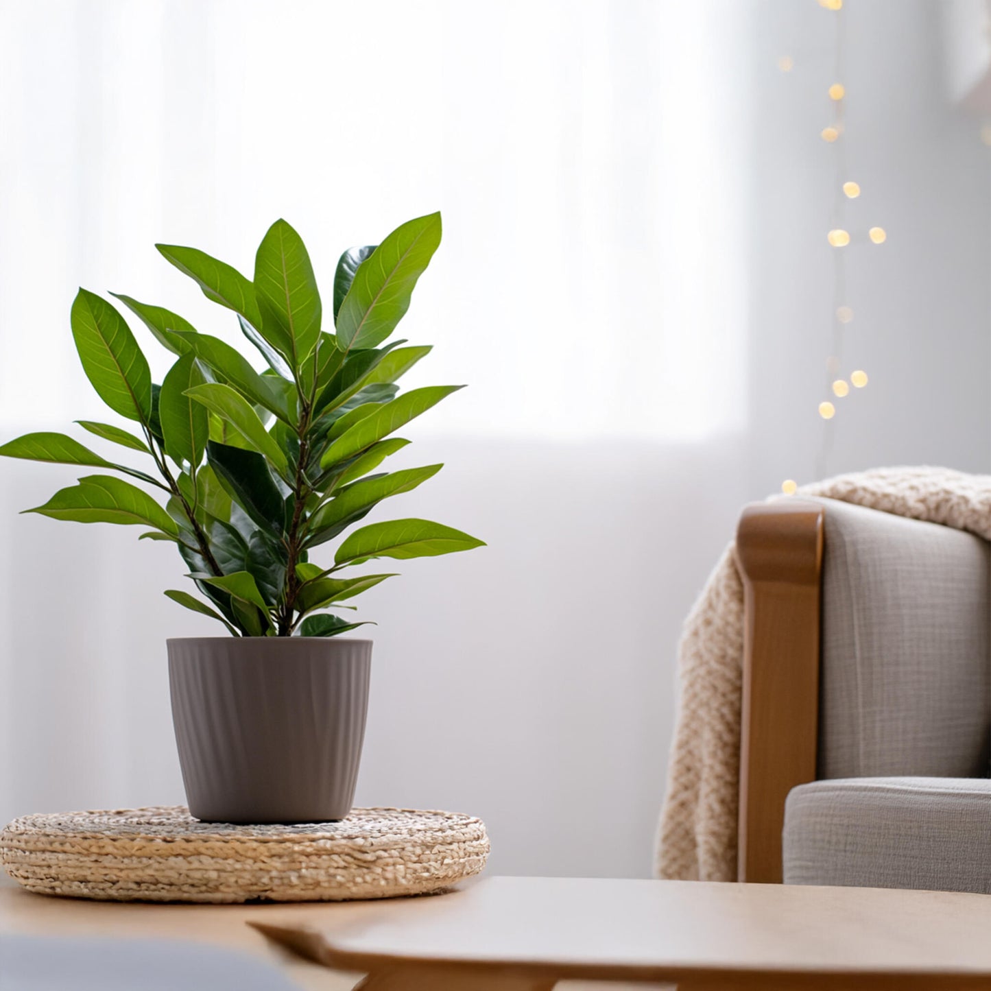 Laurel - 2 Pzs - Laurus Nobilis - Altura 30-40cm - ⌀14cm_4