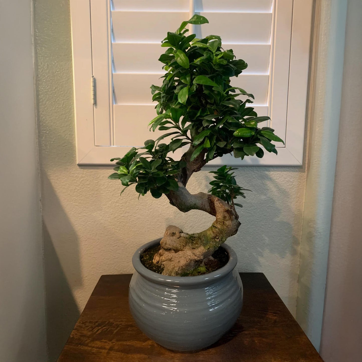 Laurel De Indias - Ficus Microcarpa 'ginseng' - Altura 55-65cm - ⌀20cm_4