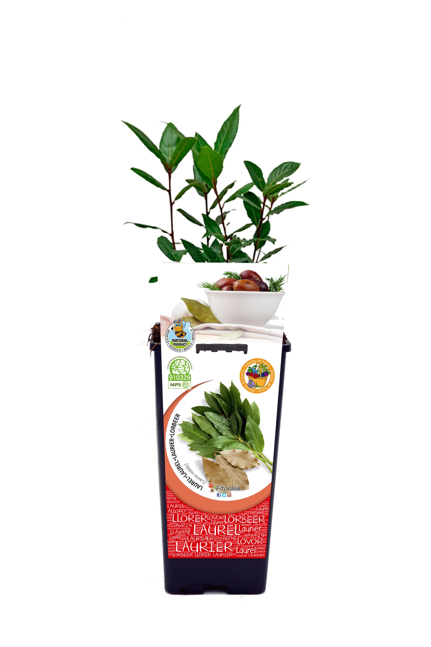 Laurel En Maceta 2 L. Natural - Fitoralia_0