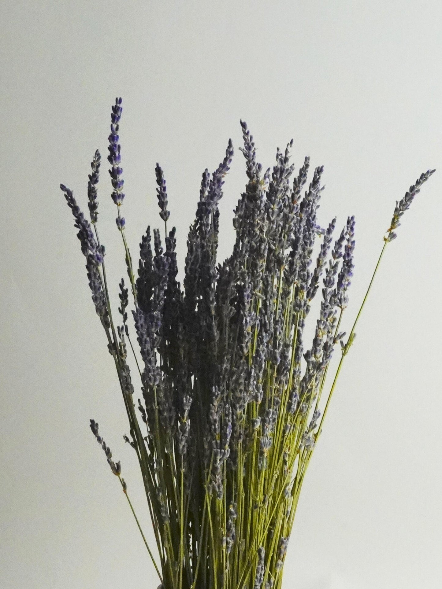 Lavanda Seca_3