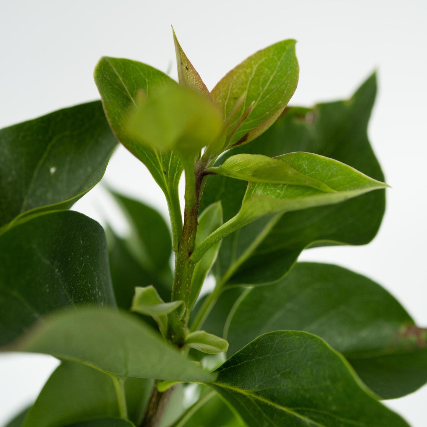 Lila - 6 Pzs - Syringa Vulgaris - Altura 25-40cm - ⌀17cm_3