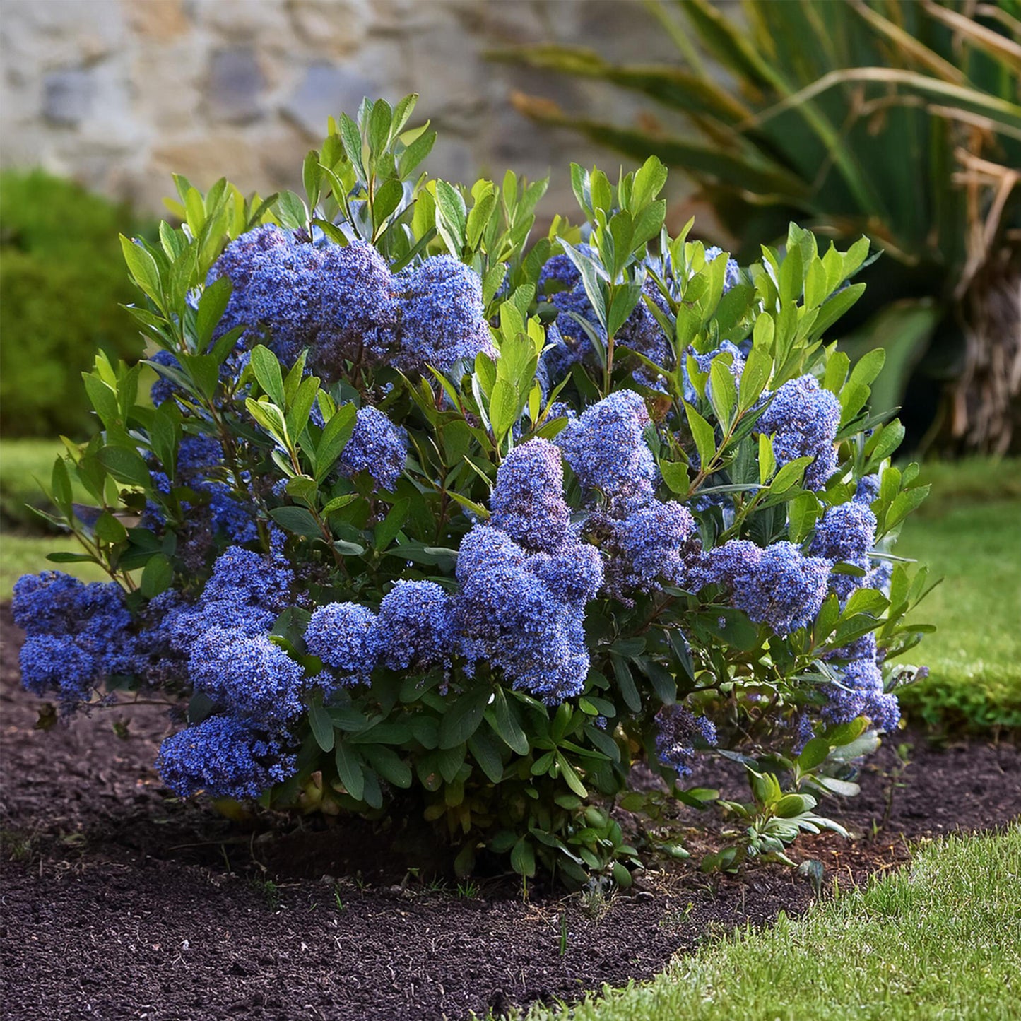 Lila De California - Ceanothus Thyrsiflorus Repens - Altura 60-70cm - ⌀17cm_4