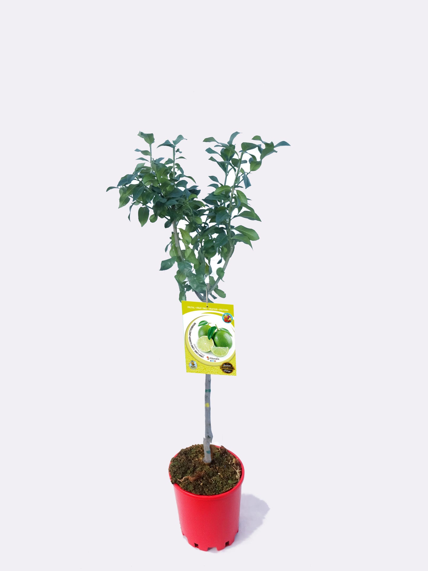 Lima En Maceta 25 Cm. 150-180 Cm. Alt. Natural - Fitoralia_0