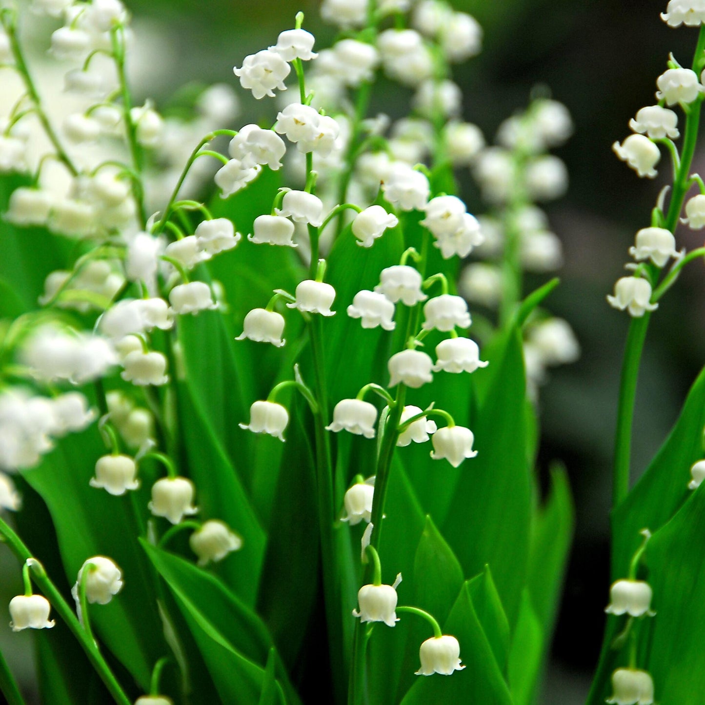 Lirio De Los Valles - 20 Pzs - Convallaria 'majalis' - Bulbos De Flores_4