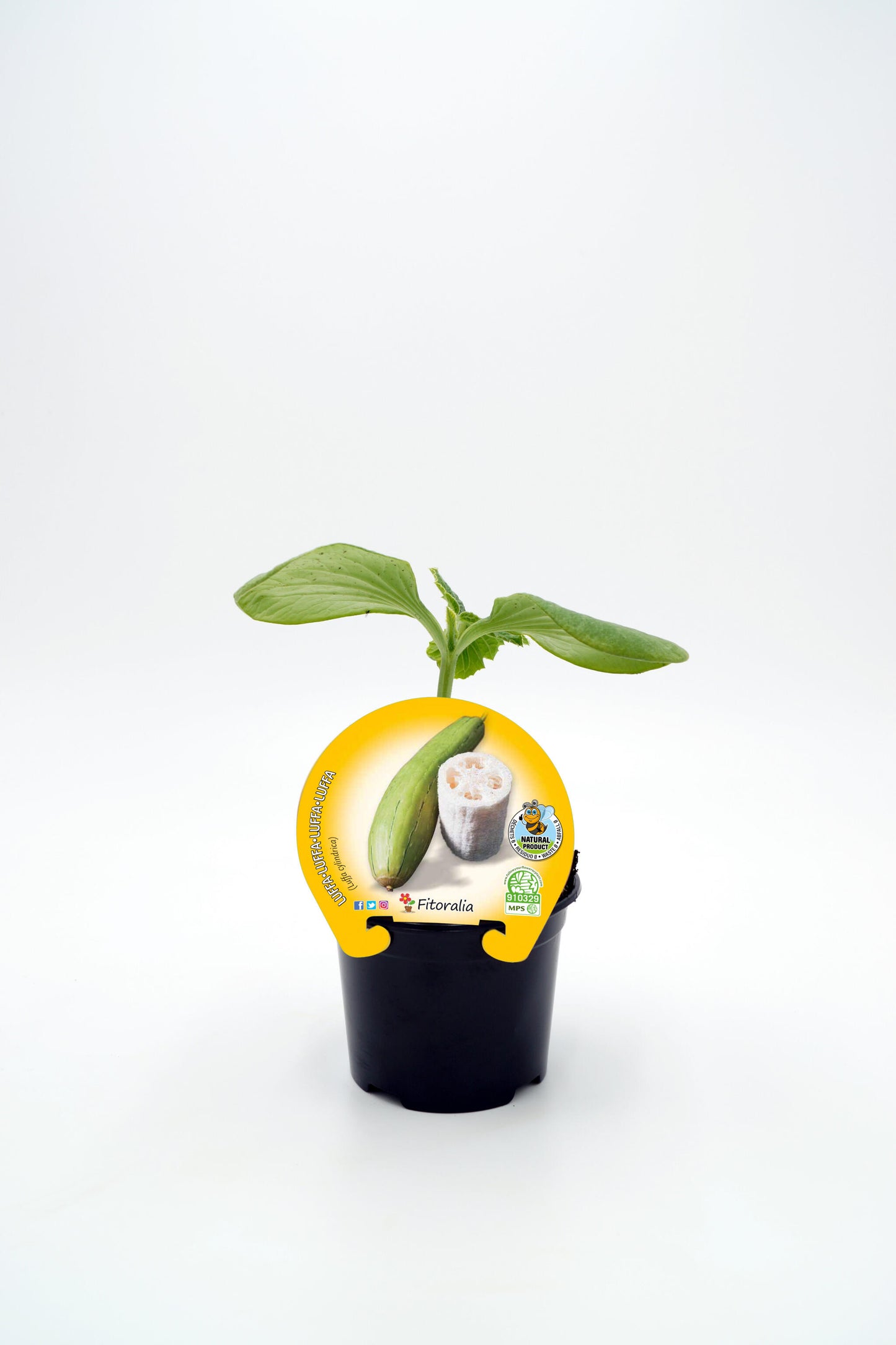 Luffa en maceta 10,5 Cm. natural - Fitoralia_0