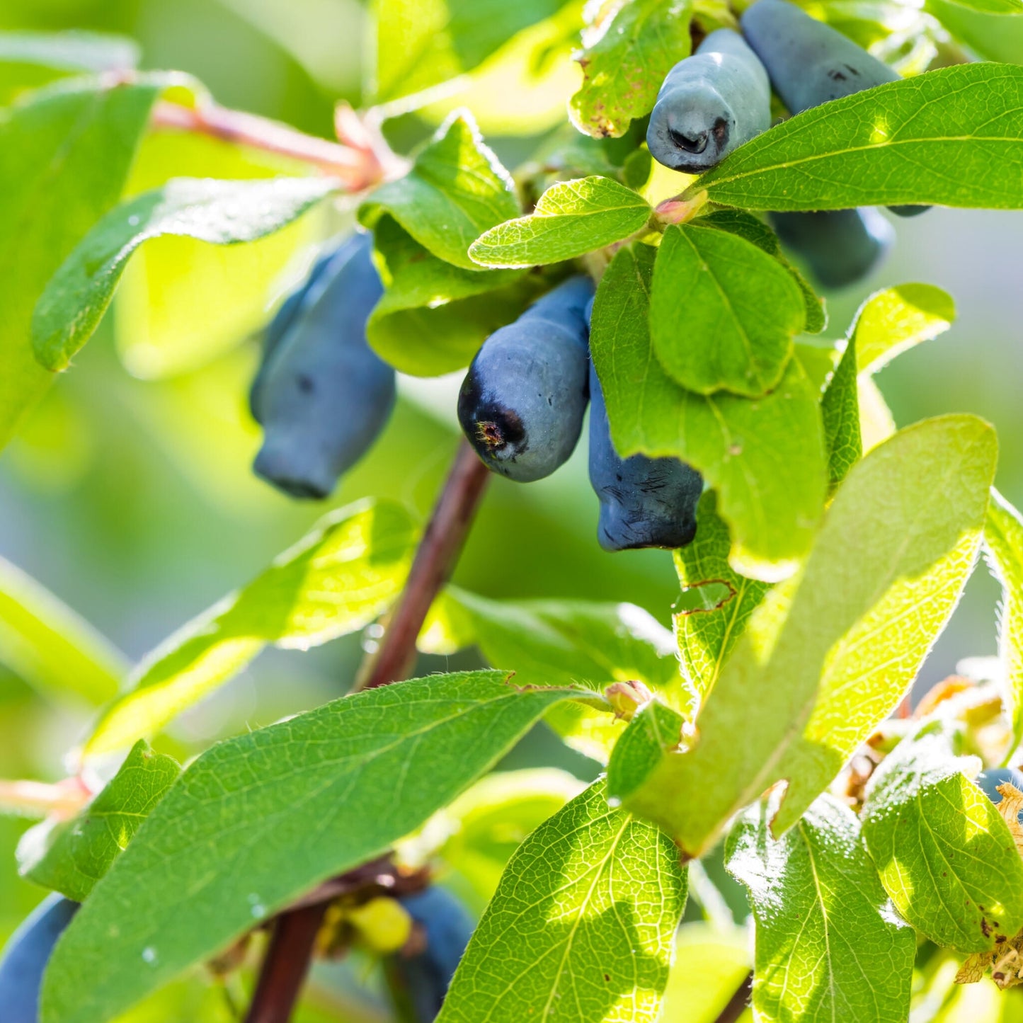 Madreselva Azul - 3 Pzs - Lonicera Kamtchatica - Altura 25-40cm - ⌀9cm_3