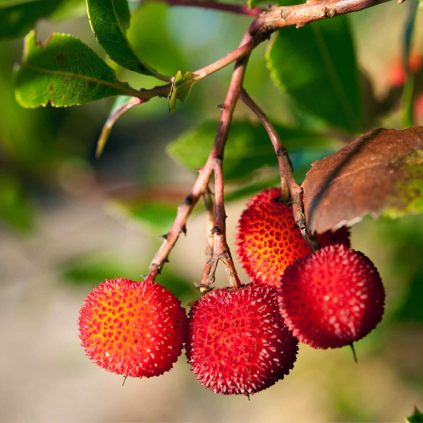 Madroño - 3 Pzs - Arbutus 'unedo' - Altura 25-40cm - ⌀9cm_3