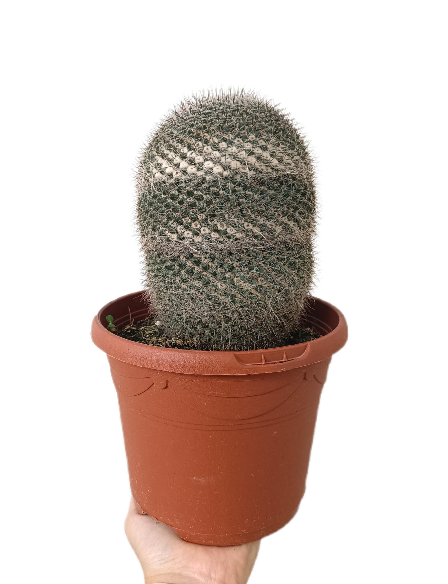 Mammillaria Hahniana M17_0
