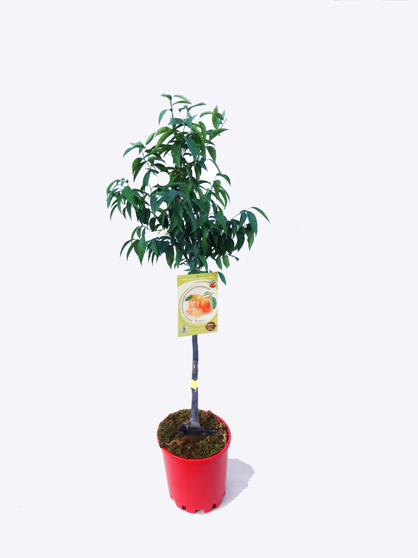 Mandarino En Maceta 25 Cm. 150-180 Cm. Alt. Natural - Fitoralia_0