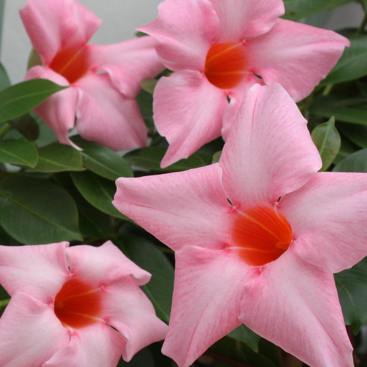 Mandevilla - 3 Pzs - Dipladenia Sanderii 'rio Pink' - Altura 25-40cm - ⌀9cm_3