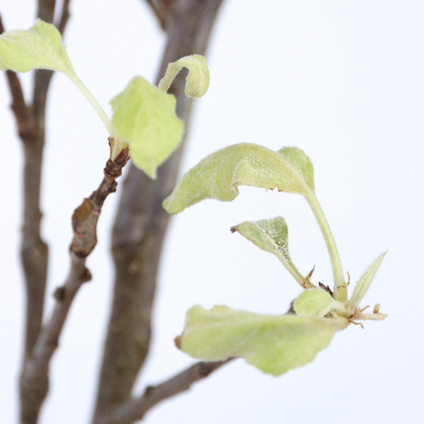 Manzano - Malus Domestica 'elstar' - Altura 90-100cm - ⌀21cm_3