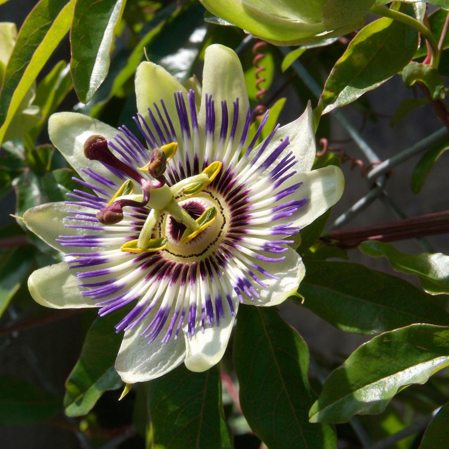 Maracuyá - 3 Pzs - Passiflora Edulis 'frederick' - Altura 25-40cm - ⌀9cm_3