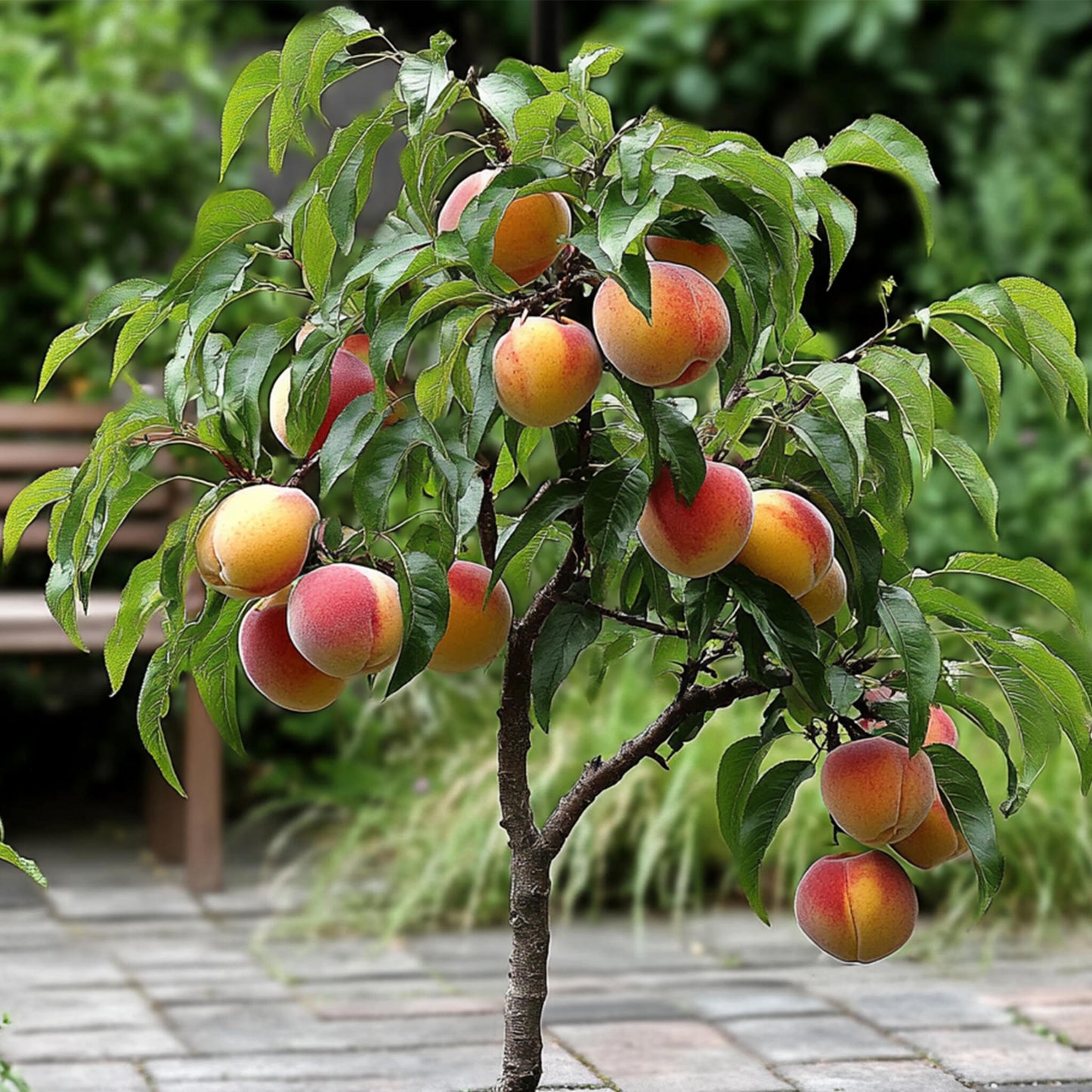 Melocotonero - Prunus 'bonanza' - Altura 60-70cm - ⌀15cm_4
