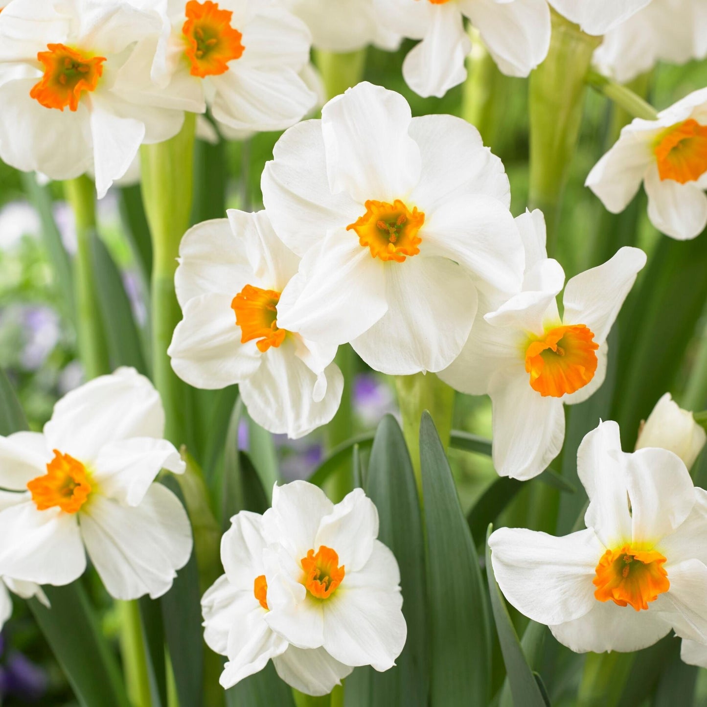 Mezcla De Bulbos De Flor - 25 Pzs - Narcissus Tulipa Hyacinthus_4