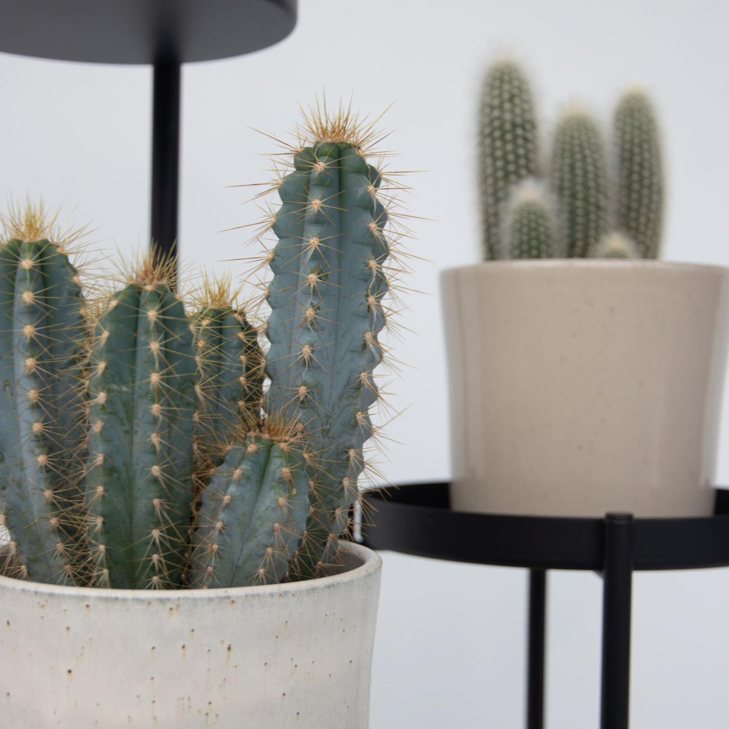 Mezcla De Cactus - Set De 3 - Cactus - Altura 15-20cm - ⌀105cm_3