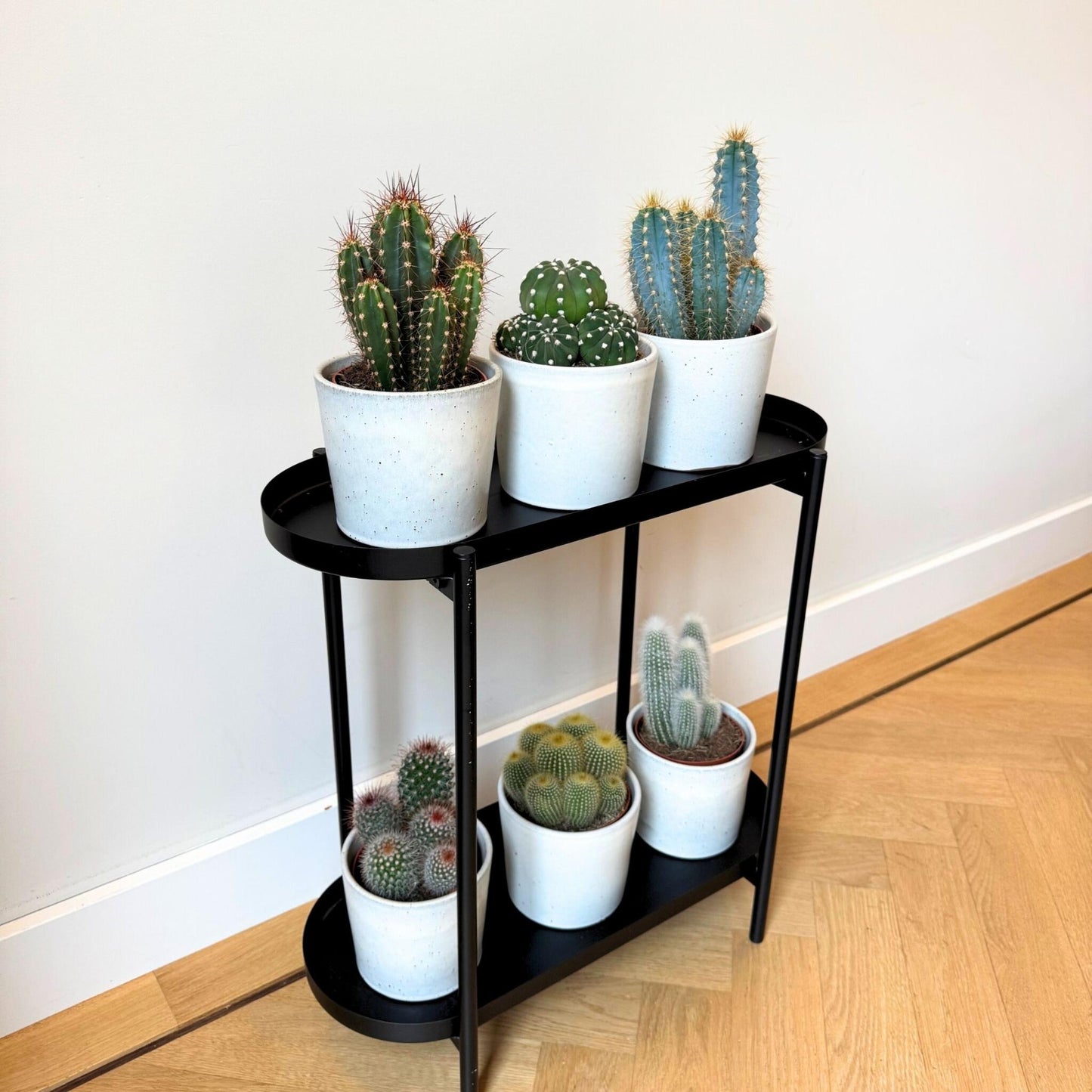 Mezcla De Cactus - Set De 3 - Cactus - Altura 15-20cm - ⌀105cm_4