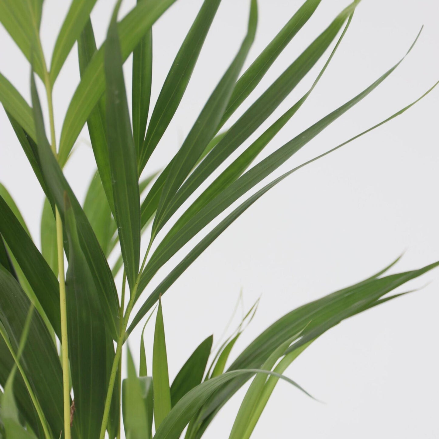 Mezcla Tropical - 3 Pzs - Dypsis Clusia Rosea Alocasia - A50-70cm - ⌀17cm_3