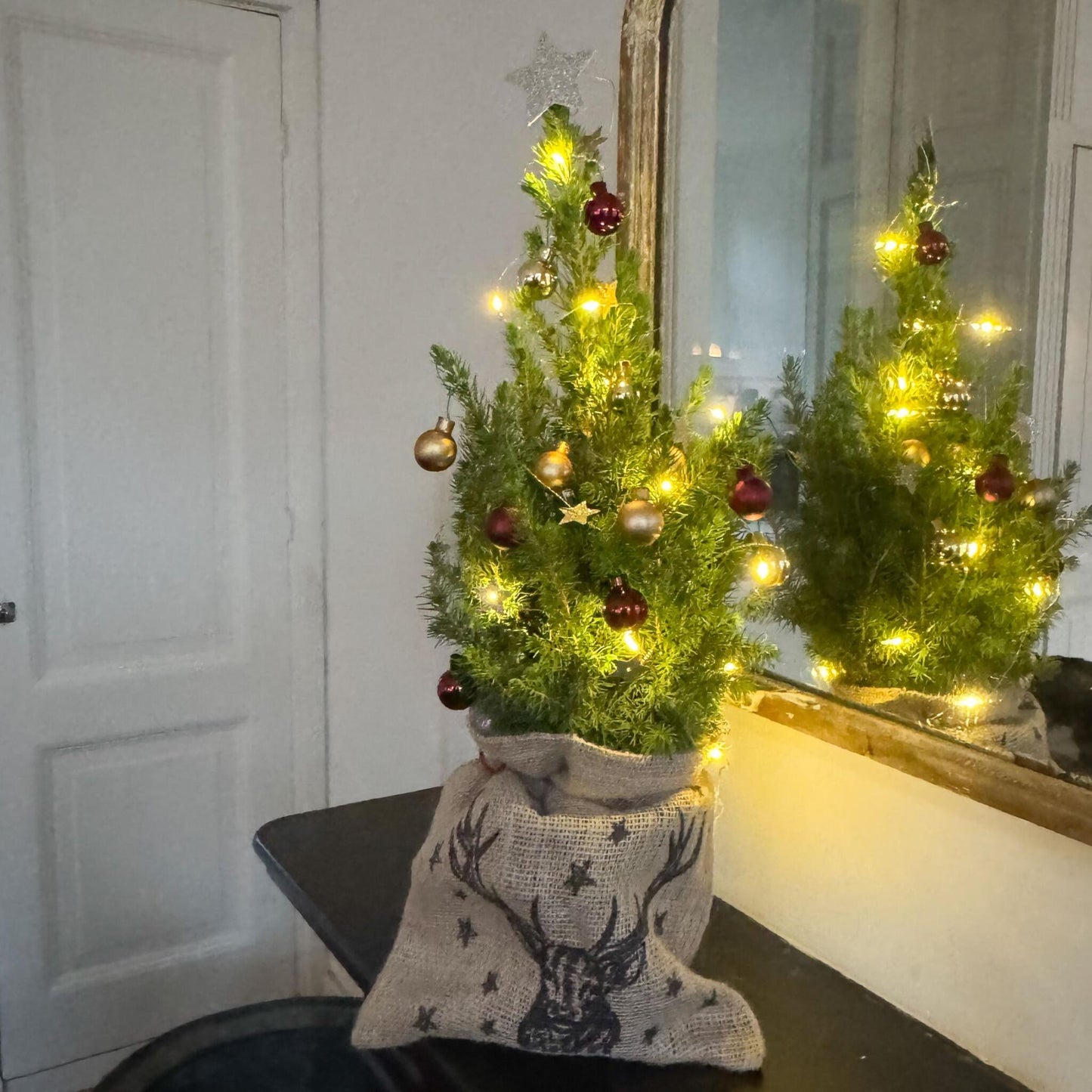 Mini-árbol Con Saco-de-yute – Picea Glauca Conica – 55–65cm – ⌀15cm_4