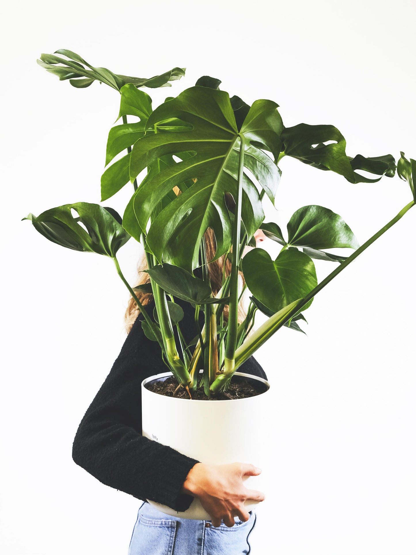 Monstera Deliciosa | Altura 70cm - Maceta 17cm_4