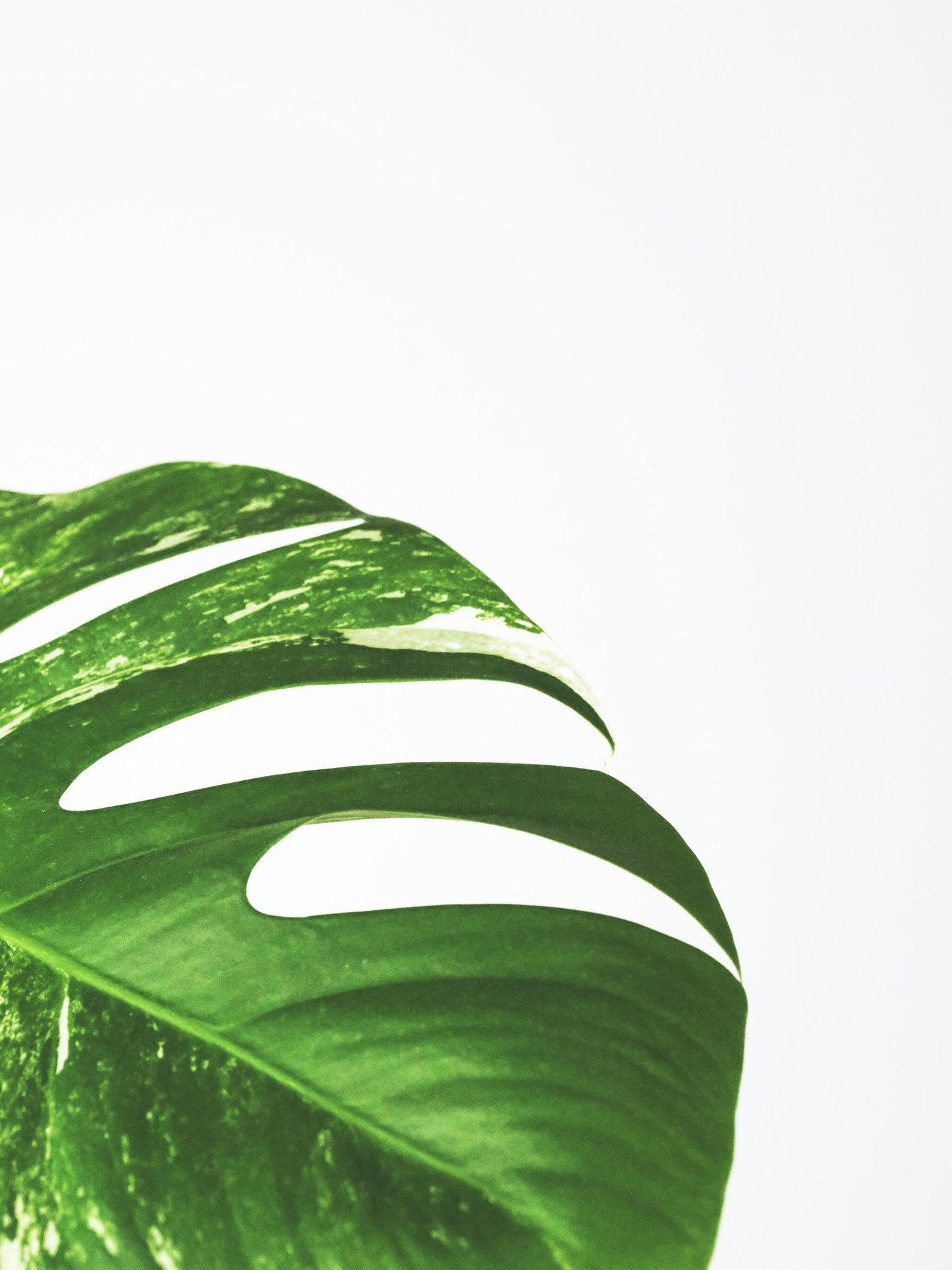 Monstera Variegata_3