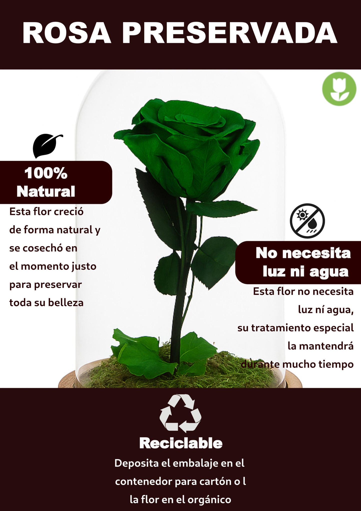 Mundo Eterno Rosa En Cúpula Verde 12x20cm_4