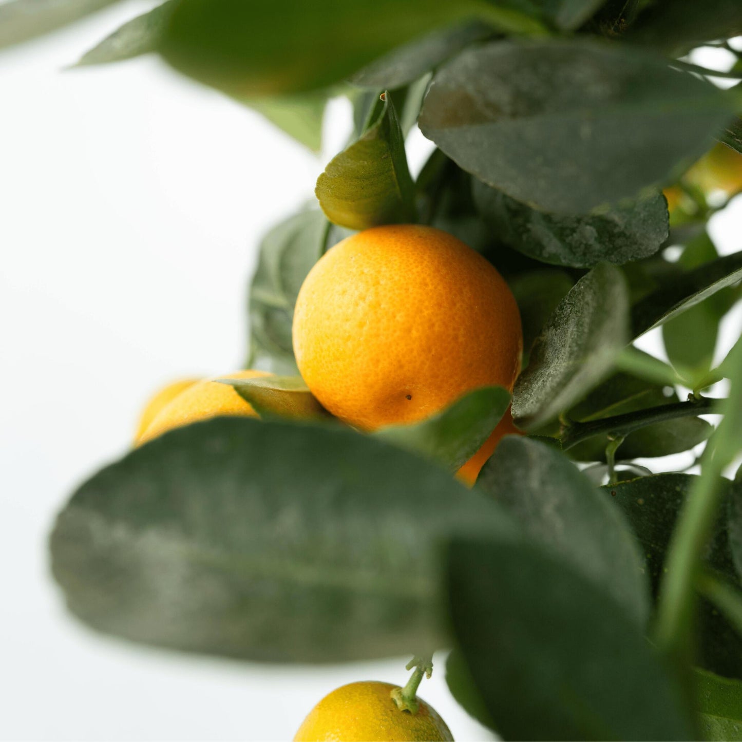 Naranjo - 3 Piezas - Citrus Mitis Calamondin - Altura 25-40cm - ⌀9cm_3