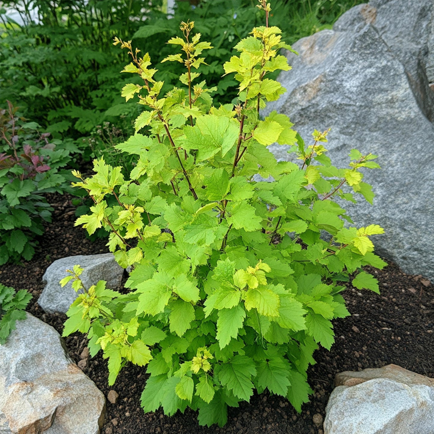 Ninebark - 4 Pzs - Physocarpus Opulifolius 'dart's Gold' - A30-40cm - ⌀17cm_4
