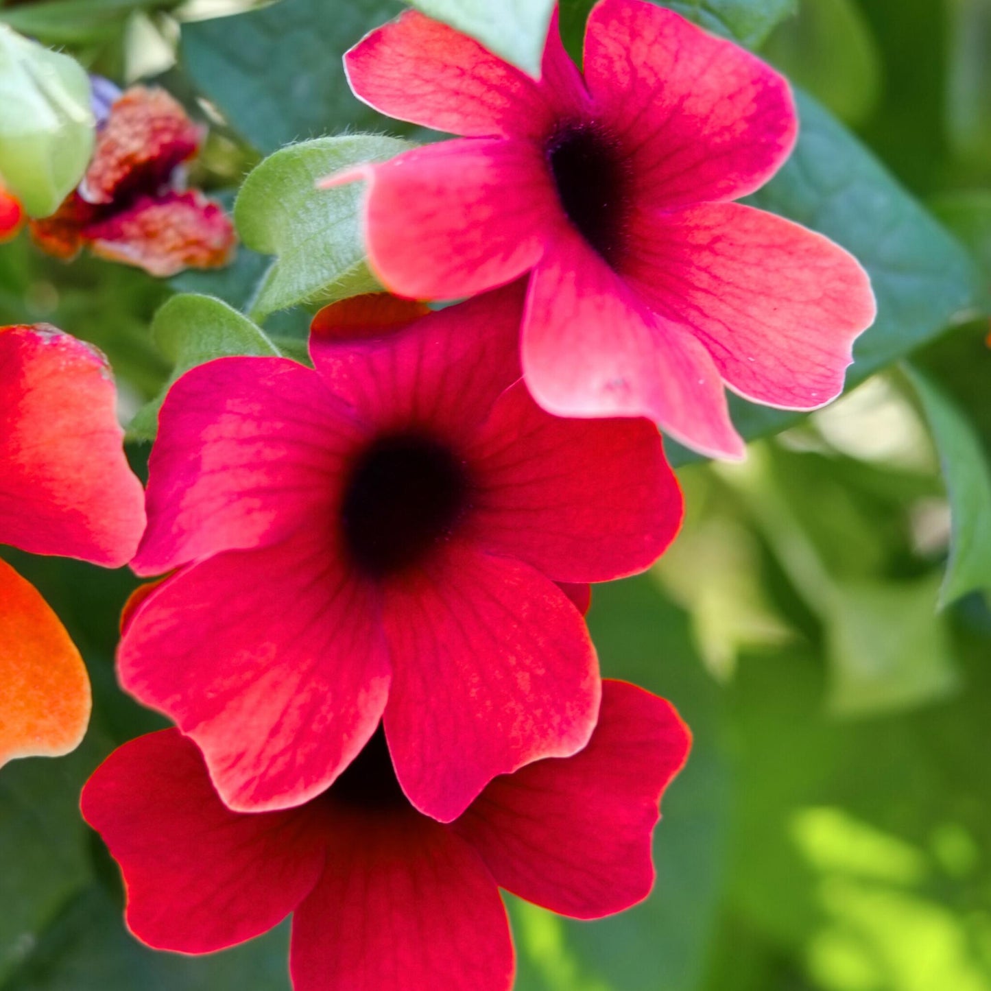 Ojo De Poeta - 3 Pzs - Thunbergia Alata 'arizona Red' - Altura 25-40cm - ⌀9cm_3