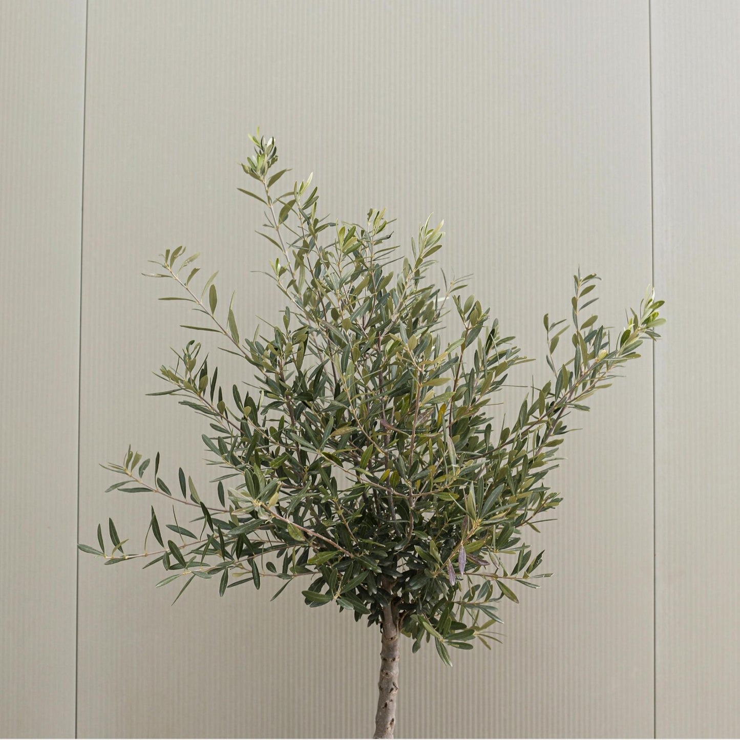 Olivo - 2 Pzs - Olea Europaea - Altura 80-90cm - ⌀19cm_4