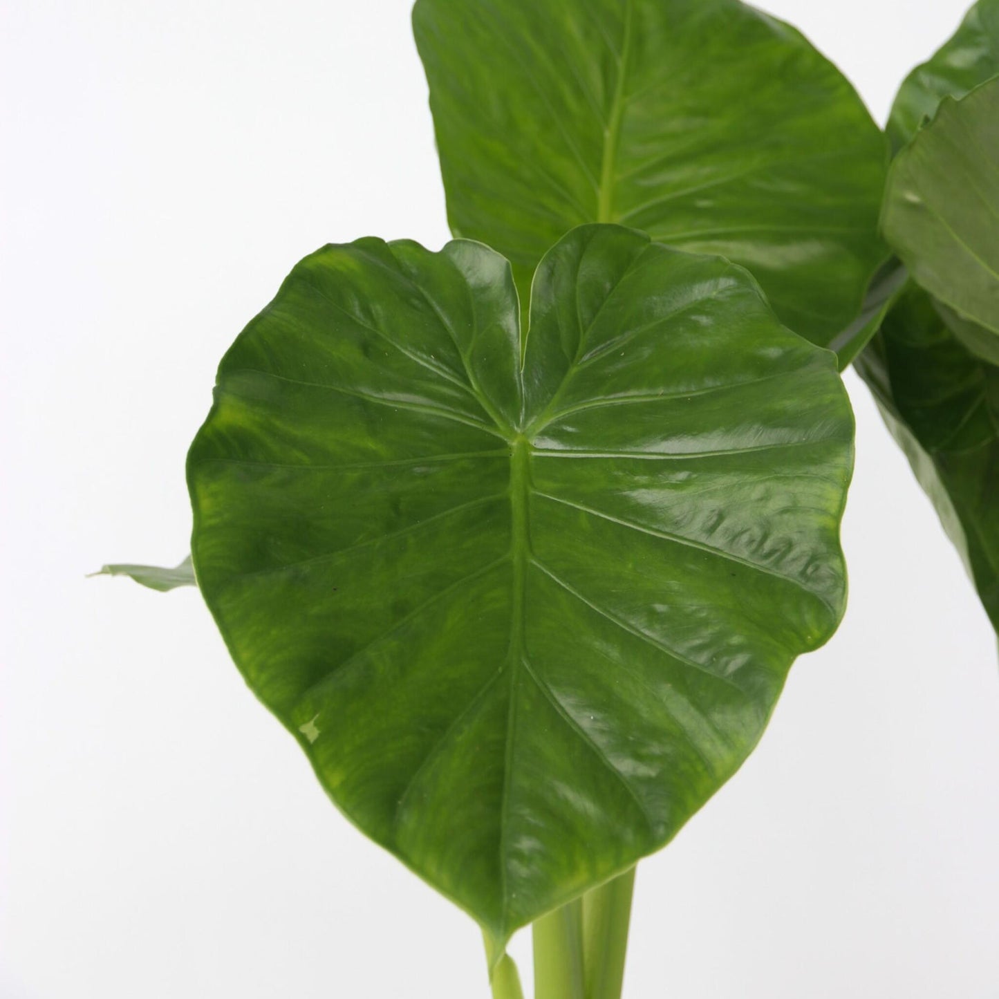Oreja De Elefante - 2 Pzs - Alocasia 'odora' - Altura 55-75cm - ⌀17cm_3