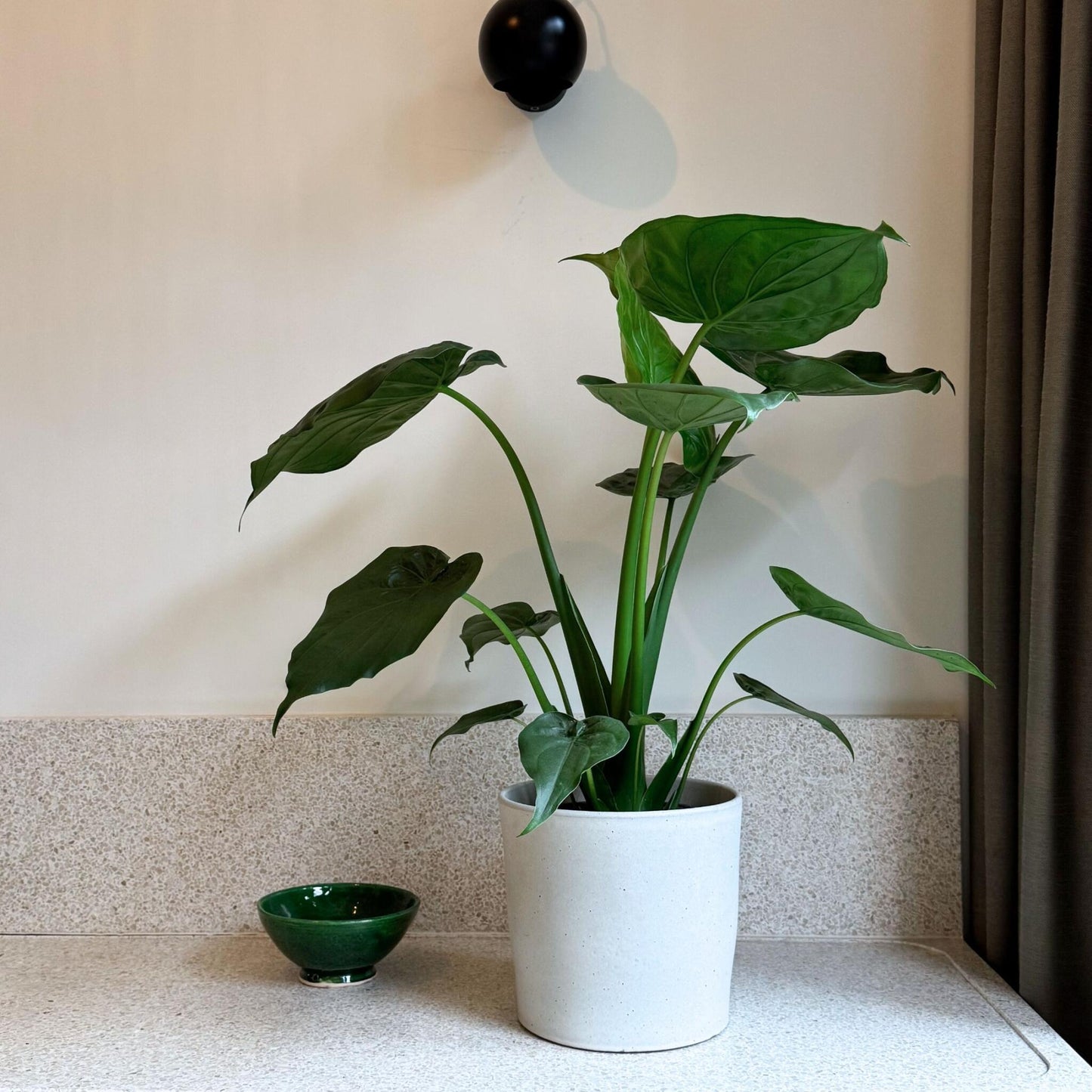 Oreja De Elefante - Alocasia 'cucullata' - Altura 70-80cm - ⌀19cm_4