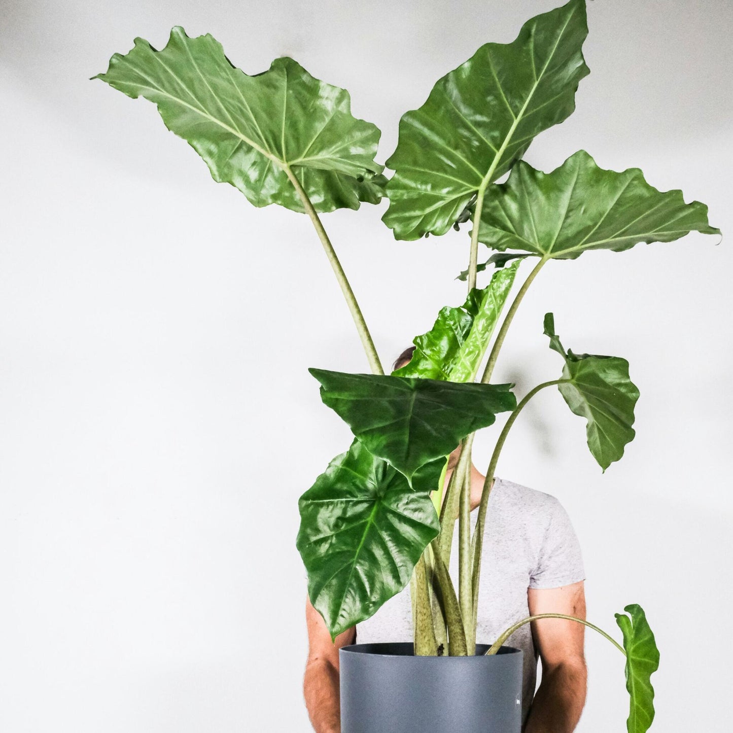 Oreja De Elefante - Alocasia 'portodora' - Altura 110-120cm - ⌀32cm_4