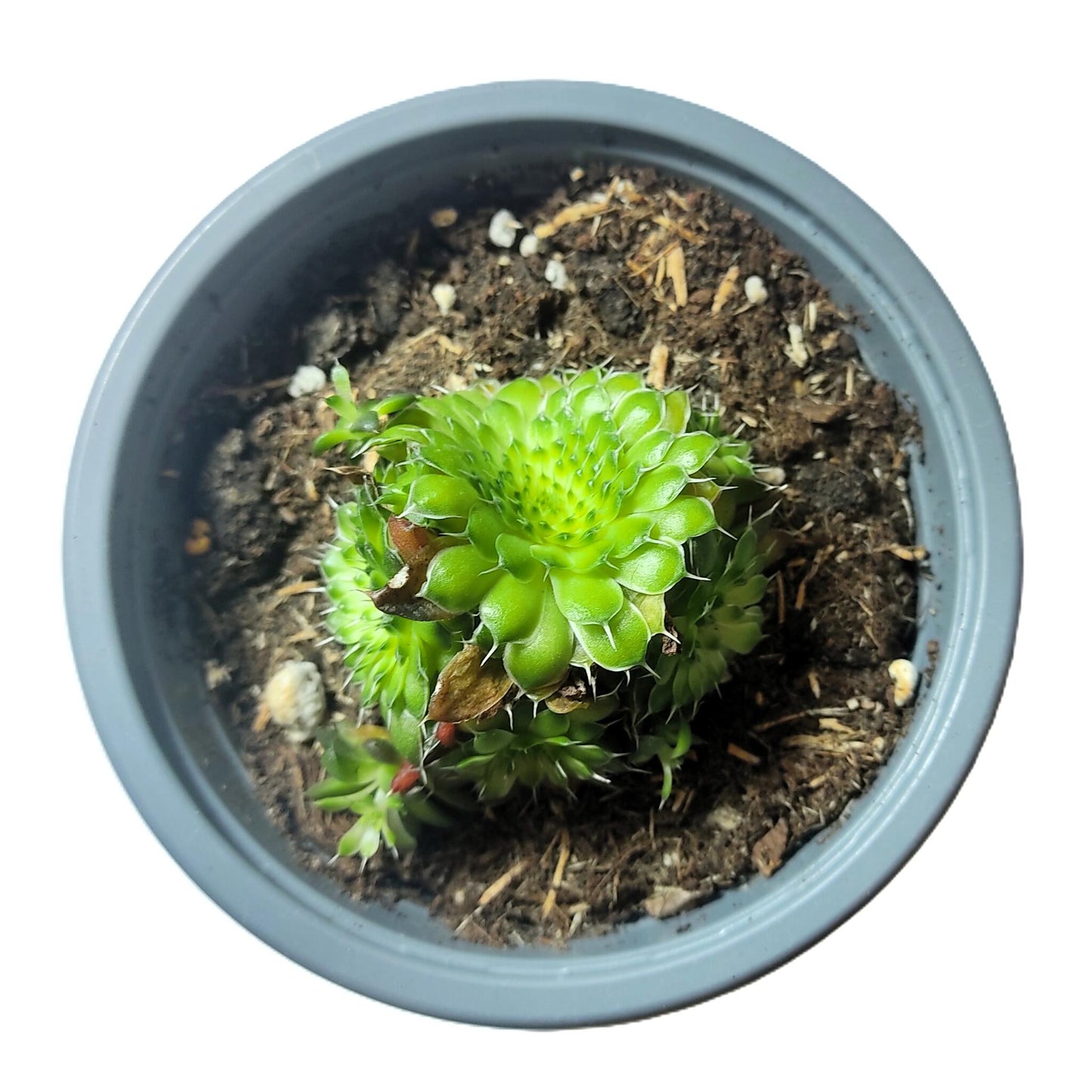 Orostachys Spinosa ‘rot’; Planta Suculenta Resistente; Curiosarium; Maceta 10,5 Cm_0