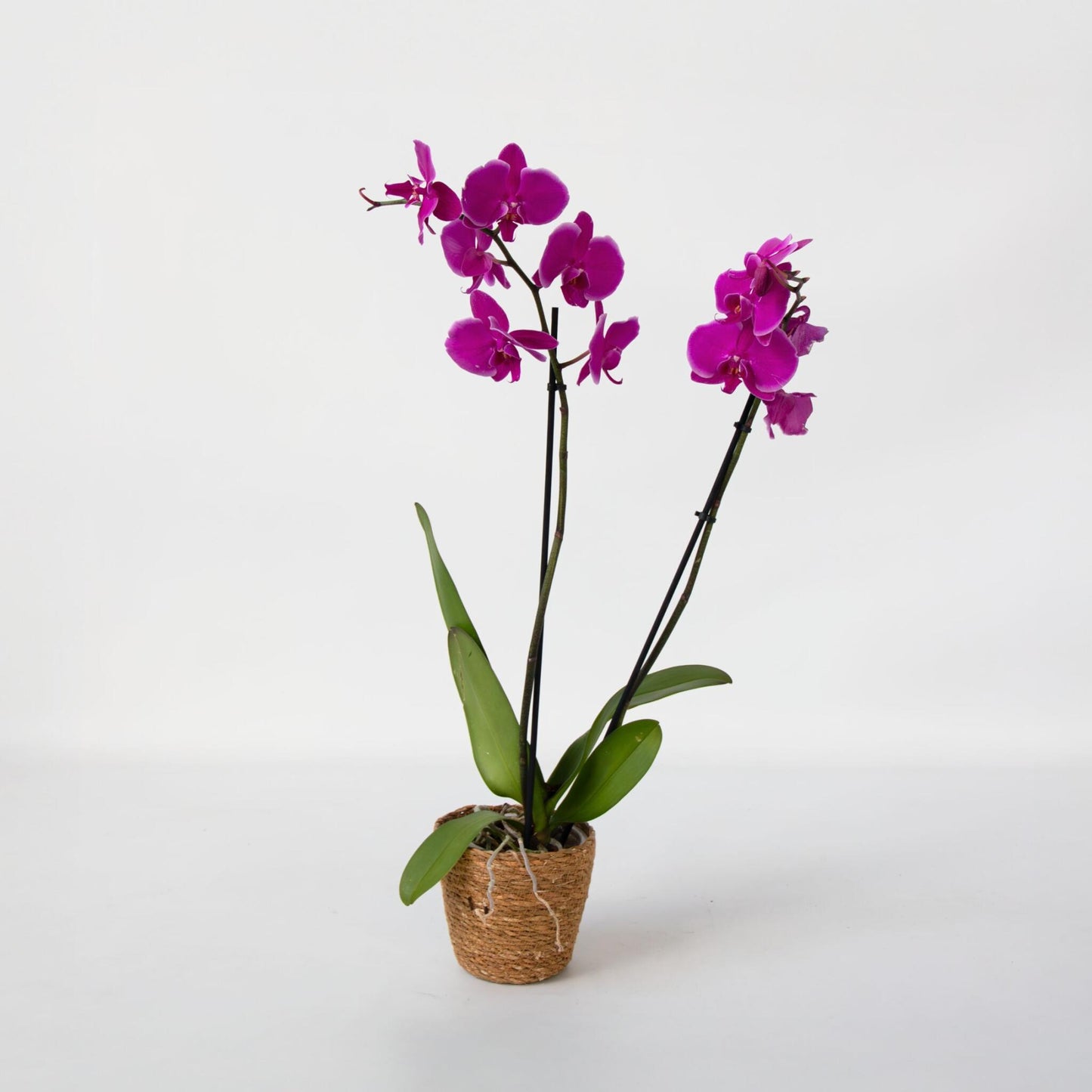 Orqídea Phalaenopsis - Phalaenopsis - Altura 50-60cm - ⌀12cm_4