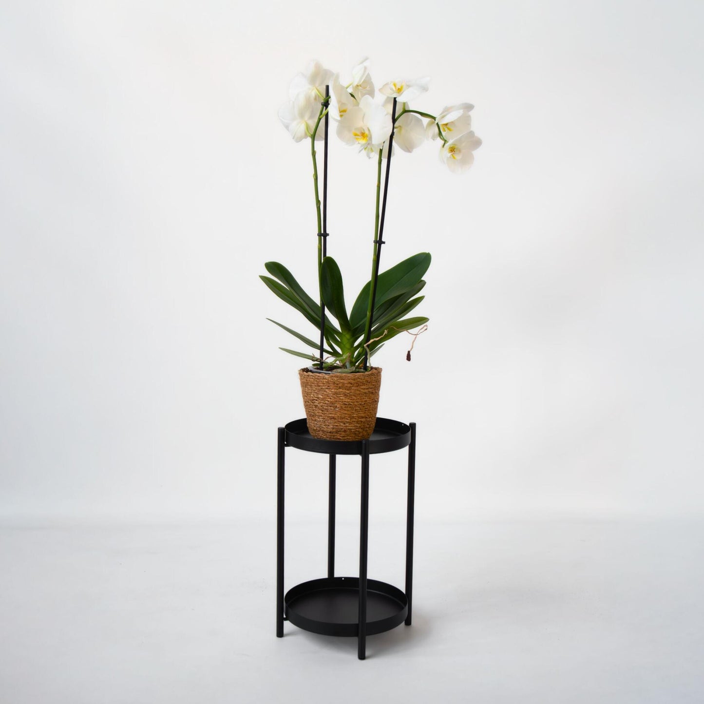 Orqídea Phalaenopsis - Phalaenopsis - Altura 50-60cm - ⌀12cm_4