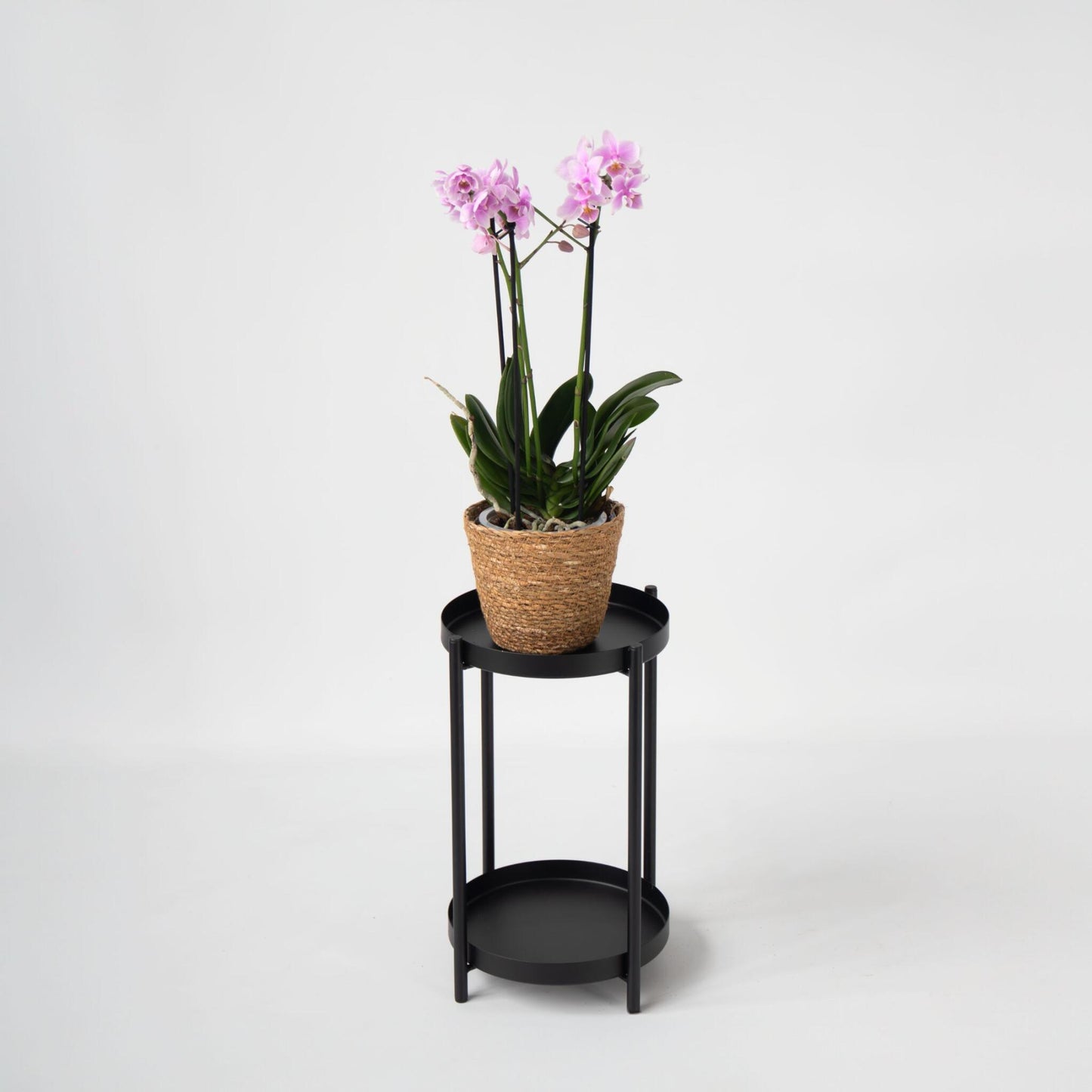 Orquídea Mariposa - Phalaenopsis Multiflora Con Cesta - Altura 35-45cm - ⌀12cm_4